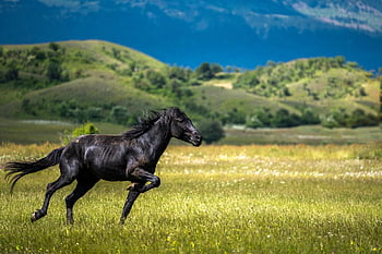 حصان،  فحل الخيل،  فرسي،  الفروسية،  الجانب القطري،  حقل،  في الخارج،  الصيف،  بلد،  نجيل،  المراعي