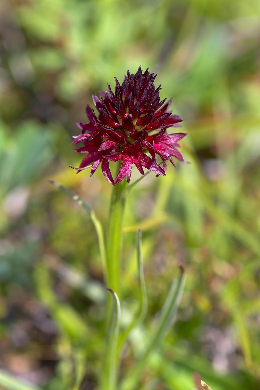 květ, orchidej, nigritella, okvětní lístky, exotický, rostlina, flóra, botanika, tmavě červená, nigritella nigra, vzácný