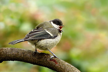 animal, bird, great Tit, parus Major, nature, young, songbird, sitting, branch, hungry, garden