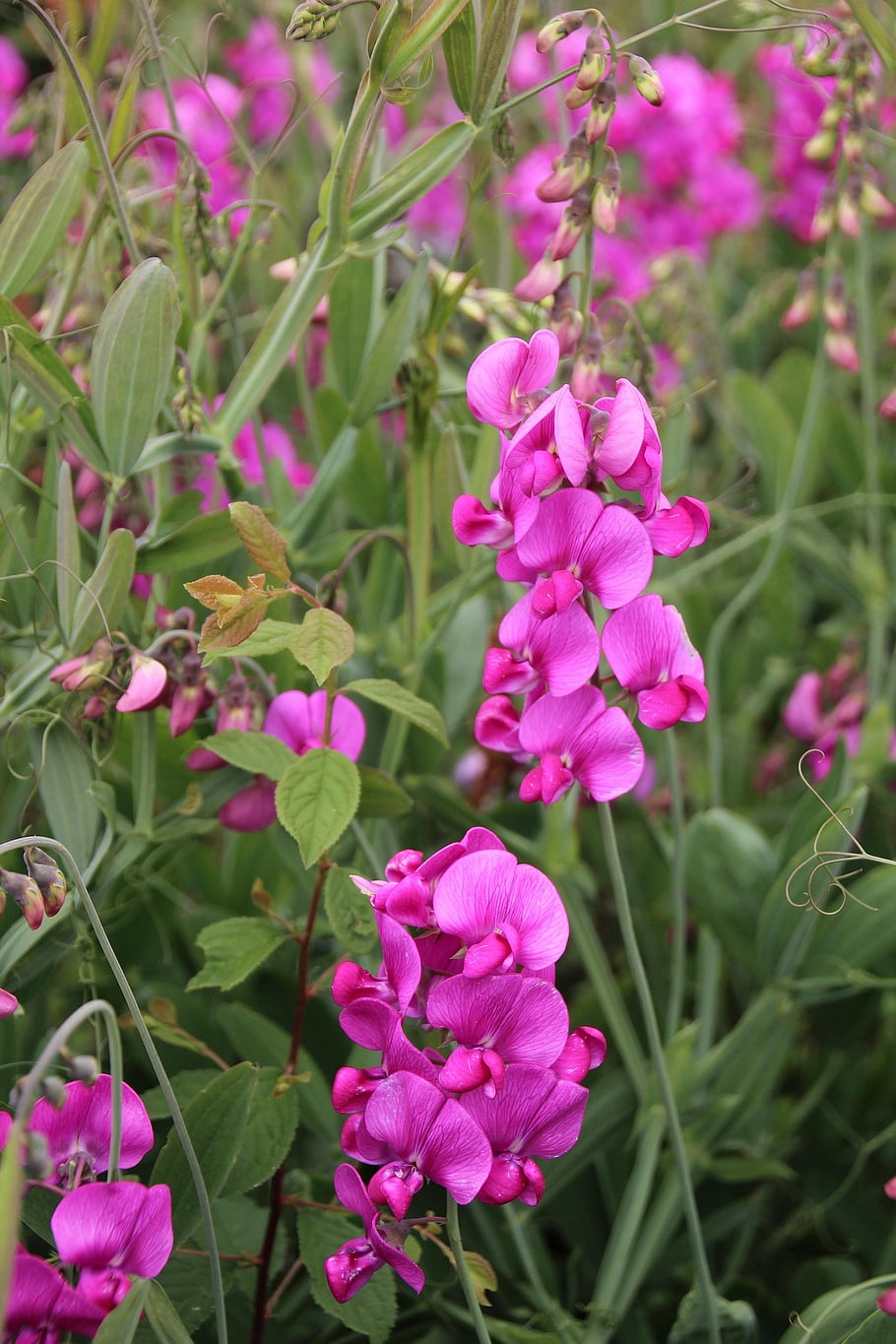 perennial Pea, sweet Pea, flowering, flowers, nature, flora, plants