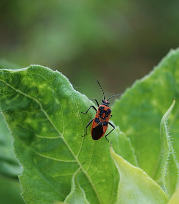 bug api, serangga, kumbang, bug, hewan, Daun-daun, alam, merapatkan, makro