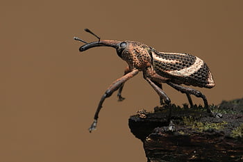 Chyba, weevil, scarab, hmyz, stvoření, zvíře, masožravec, lovec, bezobratlý, Příroda, venkovní