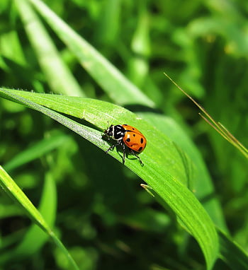 slunéčko sedmitečné, hmyz, beruška brouka, brouk, červený brouk, tečkovaný, Tečkovaný brouk, Příroda, fauna, zvíře, coccinellidae