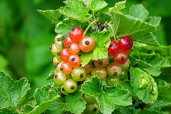 currant, red, fruit, food, garden, vitamins, plant, bush, nature, closeup