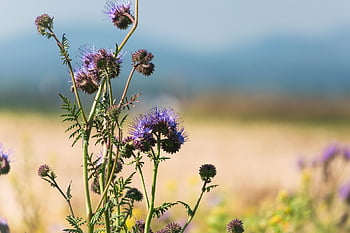phacelia, květinové tapety, květ, Včelí pastviny, Příroda, včela příteli, všívaná květina, květinové pozadí, všívané krásné, krásné květiny, pole