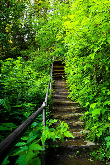 brown concrete staircase, green trees, lush green forest, vibrant foliage, scenic staircase, forest steps, nature trail, outdoor steps, forest path, greenery, natural staircase