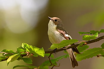 pied Flycatcher, sunrise, songbird, tree, branch, park, nature, bird