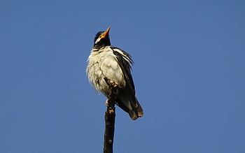 bird, pied Myna, starling, asian Pied Starling, gracupica Contra, fauna, wildlife, india