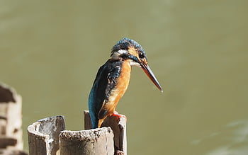 common, kingfisher, wild, bird, wildlife, outdoor, pond, perch, bamboo, pole, small
