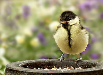 animal, bird, great Tit, parus Major, songbird, young, nature, foraging, feed Plate, spring, garden
