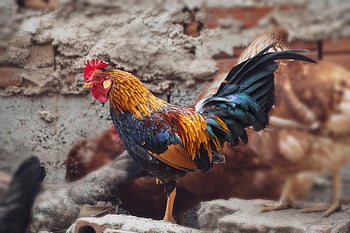 rooster, bird, chicken, nature, coop, farm, animal, poultry