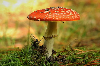 champignon, fly agaric, mos, svamp, fly amanita, rød champignon, paddehat, toksisk, Skov, natur, tæt på