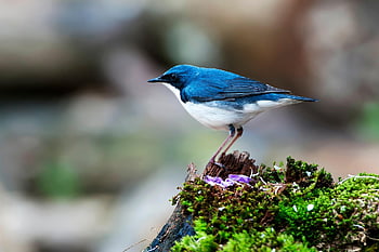 Nový, Sibiřský modrý Robin, ornitologie, Železný skleněný pták, sklo pták, modrý, les, fauna, ptáků, zvíře, zobák