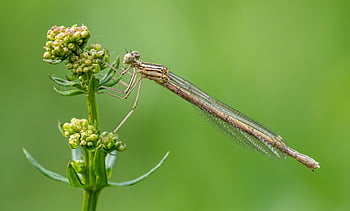 white-legged Damselfly, white-legged, damselfly, platycnemis Pennipes, dragonfly, insect, nature, animal, fauna, entomology, pennipes