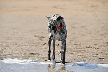 dog, pet, animal, canine, mammal, beach, sea, nature, whippet, greyhound