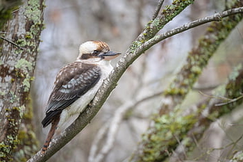 laughing Kookaburra, kookaburra, bird, dacelo Novaeguineae, animal, bill, beak, feathers, plumage, perched, tree