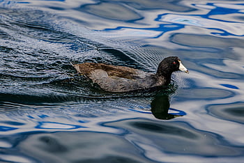 mallard, lake, duck, waterbird, waterfowl, nature, wildlife, swirl, swimming, water, red