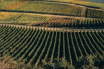 photographie aérienne, champ de ferme large, vignobles, koblenz, Allemagne, couleurs d'automne, les patrons, vue aérienne, beau paysage, domaine agricole, paysage rural
