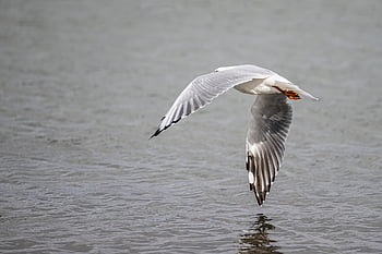 seagull, bird, silver Gull, gull, seabird, chroicocephalus Novaehollandiae, laridae, shore Bird, nature, bird Watching, ornithology