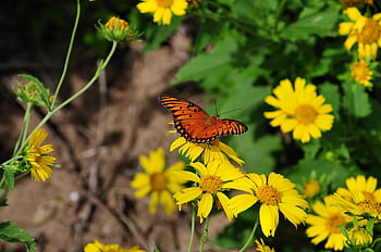 insect, butterfly, entomology, pollination, nature, wings, wildlife, summer, plant, wing