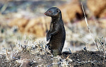mongoose, safari, divoký, volně žijících živočichů, Afrika, zvíře, Příroda, šelmy, savec, roztomilý, vzpřímený