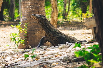 komodo, plaz, ještěrka, zvíře, drak, Asie, Indonésie, Příroda, divoký, druh
