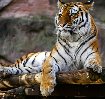 tiger, sitting, brown logs, closeup photography, majestic tiger, wooden platform, fierce presence, regal presence