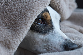 dog, jack Russel, sleep, look, terrier, cute, pet, russel, jack, snout, nature