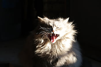 cat, animal, kitten, portrait, funny, expression, smile, black Cat, black Funny, black Smile