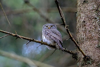 glaucidium passerinum, ευρασιατική πυγμαχία κουκουβάγια, κουκουβάγια, χαριτωμένος, δαγκάνα, αρπακτικό πουλί, κλαδί, ευρασιατική εθνικότητα, πορτρέτο, δέντρο, πουλί