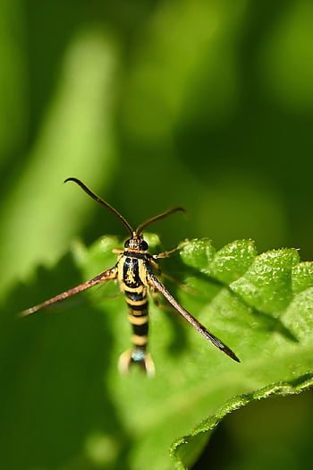 hmyz, Chyba, entomologie, Příroda, zahrada, makro, zblízka, fauna, mol, motýl, Můra čirokrídlatá