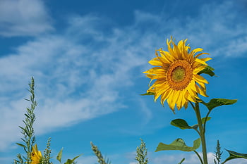 flower, sunflower, flower Wallpaper, petals, beautiful Flowers, blossom, nature, leaves, foliage, bloom, flower Background