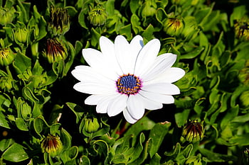 vidět maximální maximum, osteospermum, africké sedmikrásky, sedmikráska, chryzantéma, Gazania, květ, krásné květiny, divoká rostlina, rostlina, okvětní lístek