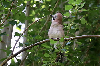 jay, eichelhäher, songbird, garrulus Glandarius, raven, plumage, bird, wildlife, branches, nature