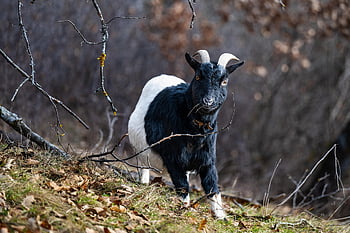 ged, horn, Valais Blackneck Ged, Walliser Schwarzhalsziege, husdyrge, dyr, pattedyr, natur, Skov, fauna, Valais