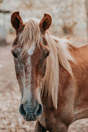 hnědý kůň, detailní fotografie, přírodní prostředí, portrét koně, síla, krása, fotografování zvířat, venkovní fotografie, Koňská krása, tvář koně, koňská hříva