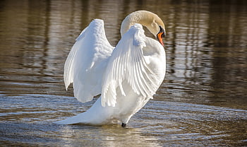 swan, bird, animal, wildlife, water Bird, plumage, feathers, nature, white, schwimmvogel, water