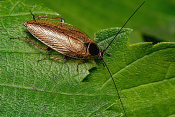 κατσαρίδα, έντομο, ectobius lapponicus, άγρια ​​ζωή, φύση, closeup, μακροοικονομική κατσαρίδα, ectobius lapponicus macro, Macro Ectobius lapponicus, dusky κατσαρίδα μακροεντολή