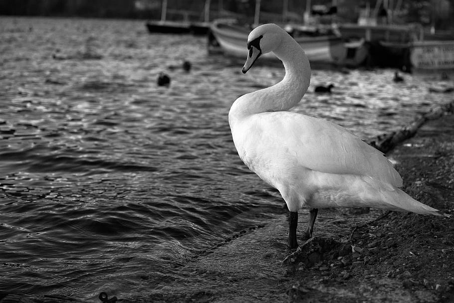 labuť, jezero, Příroda, bw, černobílý, sigma, umění, 70 mm, makro, sigma umění, cigno