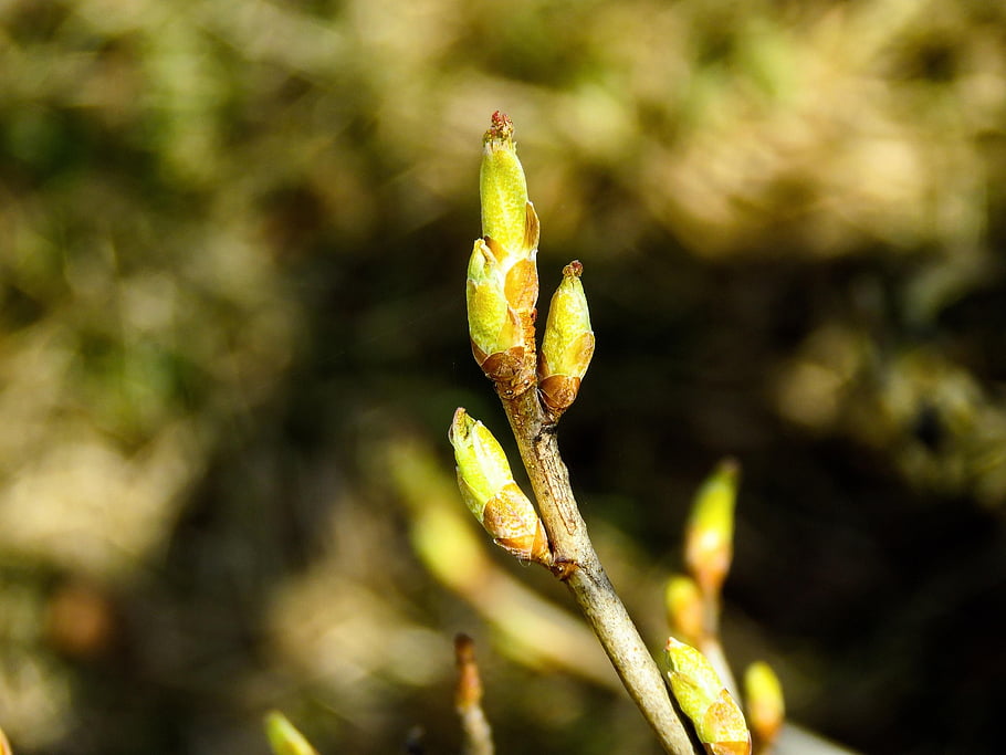 branch, sprouts, spring, open Up, nature, flora