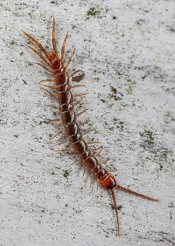 centipede, crawling, white concrete, ground, close-up, macro shot, brown centipede, rustic wooden surface, insect, arthropod, wildlife photography