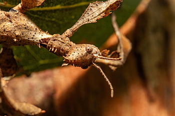 leaf Insect, insect, stick Insect, camouflage, bug, macro, closeup, australia, spiny Leaf Insect, eye