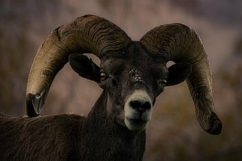 pecore bighorn, montone, animale, pecora, grande corno, mammifero, natura, selvaggio, corna, avvicinamento, Marrone