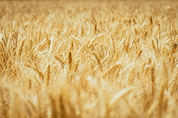barley, crop, grain, field, wallpaper Hd, agriculture, agricultural, full Hd Wallpaper, country, mac Wallpaper, beautiful Wallpaper