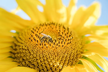 slunečnice, včela, opylit, pyl, opylování, slunečnicová semínka, hymenoptera, hmyz, květ, květinové tapety, krásné květiny
