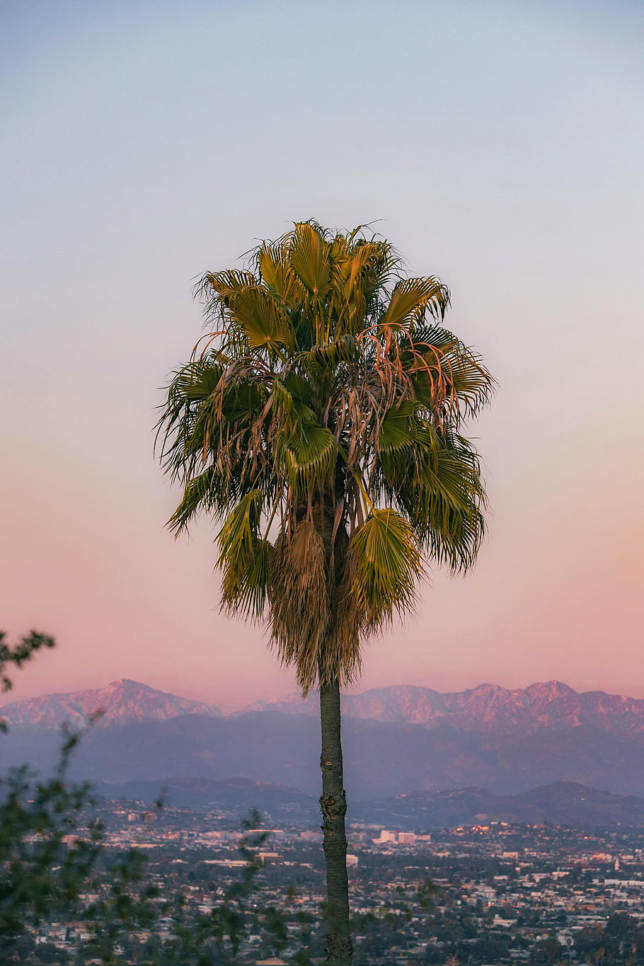 drzewo palmowe, Los Angeles, niebo wschód słońca, spokojny widok, zielona palma, tło miasta, pasmo górskie, Miejski krajobraz, naturalna sceneria, kolory zachodu słońca, widok na miasto