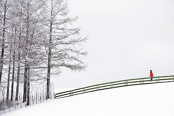 sníh, bílý, zimní, ranč, ovce, strom, chladné počasí, Krásná, Příroda, Vánoce, čistě bílé