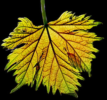 leaf, grape Vine, sunlight, garden, nature, cut Out, isolated