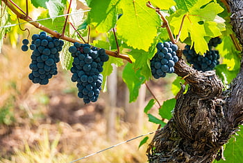 vinranke, drue, druesort, vindyrking, vingård, vin, svart grappe, pinot noir, bunter, alsace