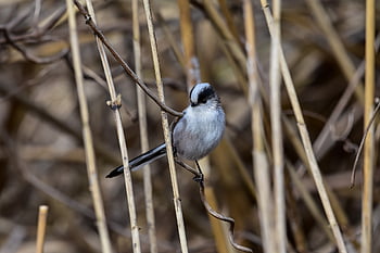 animal, forest, kusagi, bird, nature, wild Bird, energy Guide, cute, natural, landscape